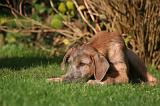 IRISH WOLFHOUND 414